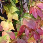 herbst